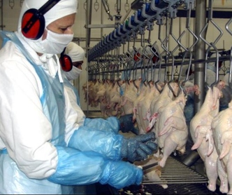  SEARA de Forquilhinha é executada em R$ 48 milhões 